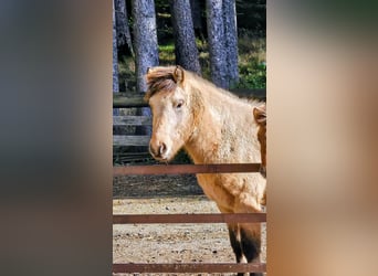 Islandpferd, Wallach, 4 Jahre, 138 cm, Falbe