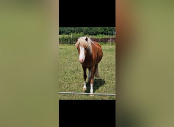 Islandpferd, Wallach, 4 Jahre, 138 cm, Fuchs