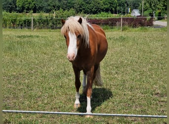 Islandpferd, Wallach, 4 Jahre, 138 cm, Fuchs