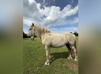 Islandpferd, Wallach, 4 Jahre, 138 cm, Palomino