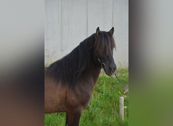 Islandpferd, Wallach, 4 Jahre, 138 cm, Rappe