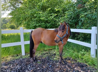 Islandpferd Mix, Wallach, 4 Jahre, 140 cm, Brauner