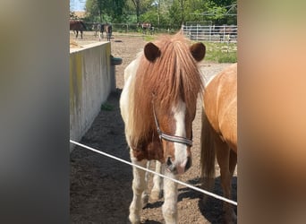 Islandpferd Mix, Wallach, 4 Jahre, 140 cm, Schecke