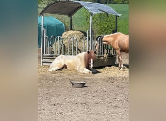 Islandpferd Mix, Wallach, 4 Jahre, 140 cm, Schecke