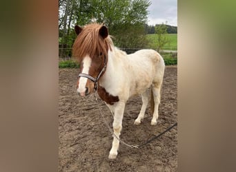 Islandpferd Mix, Wallach, 4 Jahre, 140 cm, Schecke