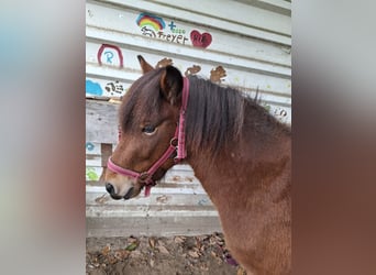 Islandpferd, Wallach, 4 Jahre, 142 cm, Brauner