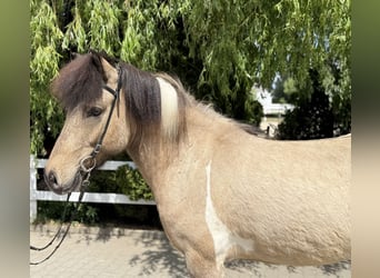Islandpferd, Wallach, 4 Jahre, 143 cm, Schecke