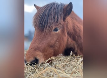 Islandpferd, Wallach, 4 Jahre, 144 cm, Brauner