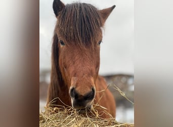 Islandpferd, Wallach, 4 Jahre, 144 cm, Brauner