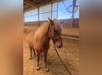 Islandpferd, Wallach, 4 Jahre, 144 cm, Falbe