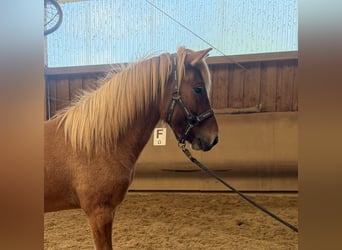 Islandpferd, Wallach, 4 Jahre, 144 cm, Falbe