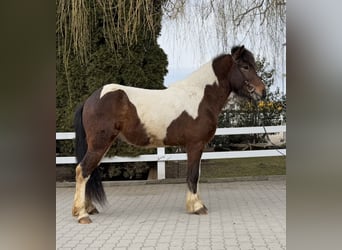 Islandpferd, Wallach, 4 Jahre, 144 cm, Schecke