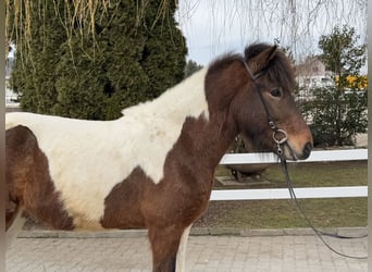 Islandpferd, Wallach, 4 Jahre, 144 cm, Schecke