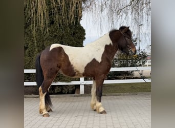 Islandpferd, Wallach, 4 Jahre, 144 cm, Schecke