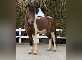 Islandpferd, Wallach, 4 Jahre, 144 cm, Schecke