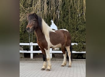 Islandpferd, Wallach, 4 Jahre, 144 cm, Schecke