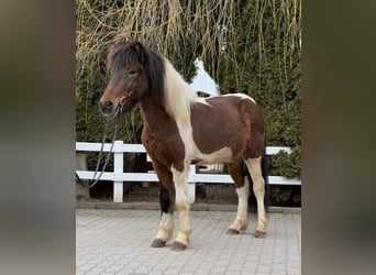 Islandpferd, Wallach, 4 Jahre, 144 cm, Schecke