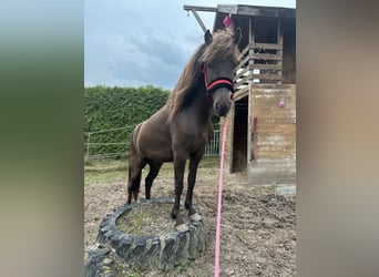 Islandpferd, Wallach, 4 Jahre, 145 cm, Rappe