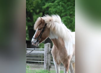 Islandpferd, Wallach, 4 Jahre, 145 cm, Schecke