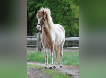 Islandpferd, Wallach, 4 Jahre, 145 cm, Schecke