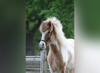 Islandpferd, Wallach, 4 Jahre, 145 cm, Schecke