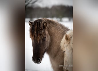 Islandpferd, Wallach, 4 Jahre, Falbe