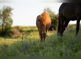 Islandpferd, Wallach, 4 Jahre, Fuchs