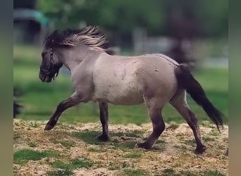 Islandpferd, Wallach, 4 Jahre, Grullo