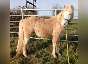 Islandpferd, Wallach, 4 Jahre, Palomino