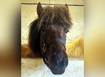 Islandpferd, Wallach, 4 Jahre, Rappe