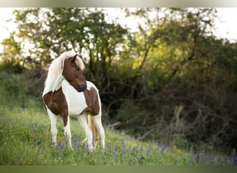 Islandpferd, Wallach, 4 Jahre, Schecke