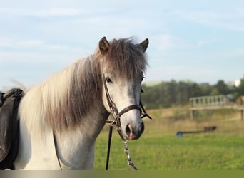 Islandpferd, Wallach, 4 Jahre, Schimmel