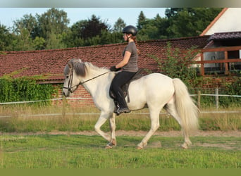 Islandpferd, Wallach, 4 Jahre, Schimmel