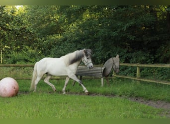 Islandpferd, Wallach, 4 Jahre, Schimmel