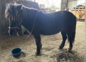 Islandpferd, Wallach, 5 Jahre, 127 cm, Schwarzbrauner