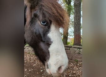 Islandpferd, Wallach, 5 Jahre, 133 cm, Brauner