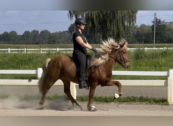 Islandpferd, Wallach, 5 Jahre, 133 cm, Fuchs