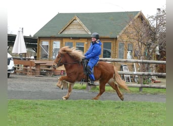 Islandpferd, Wallach, 5 Jahre, 134 cm, Fuchs