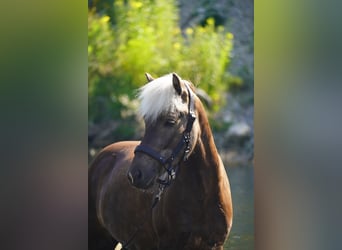 Islandpferd, Wallach, 5 Jahre, 135 cm
