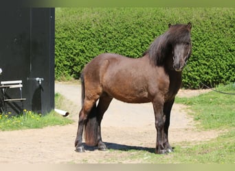Islandpferd, Wallach, 5 Jahre, 135 cm, Rappe