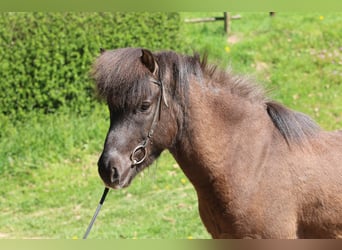 Islandpferd, Wallach, 5 Jahre, 135 cm, Rappe
