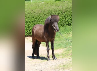 Islandpferd, Wallach, 5 Jahre, 135 cm, Rappe