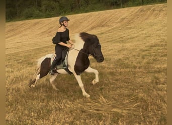 Islandpferd, Wallach, 5 Jahre, 135 cm, Schecke