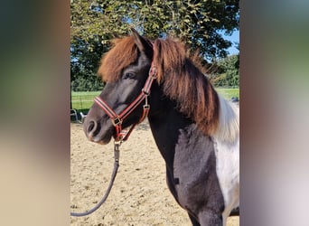 Islandpferd, Wallach, 5 Jahre, 136 cm, Schecke