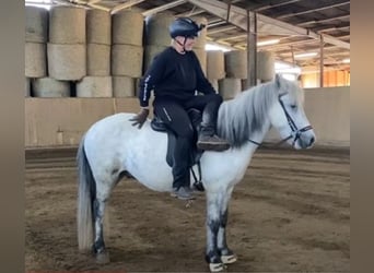 Islandpferd, Wallach, 5 Jahre, 136 cm, Schimmel