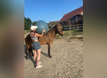Islandpferd, Wallach, 5 Jahre, 137 cm, Brauner