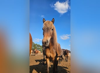 Islandpferd, Wallach, 5 Jahre, 137 cm, Brauner