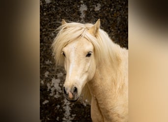 Islandpferd, Wallach, 5 Jahre, 137 cm, Palomino