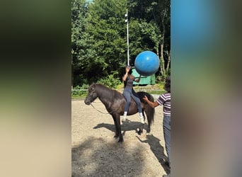 Islandpferd, Wallach, 5 Jahre, 137 cm, Rappe