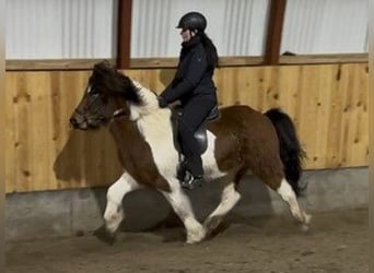 Islandpferd, Wallach, 5 Jahre, 137 cm, Schecke